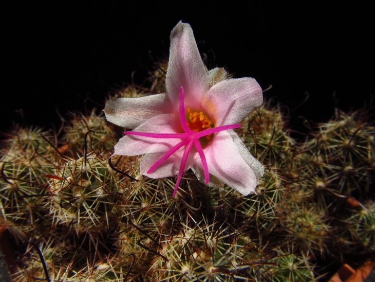 Mammillaria yaquensis