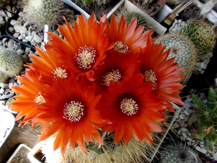 Parodia penicillata