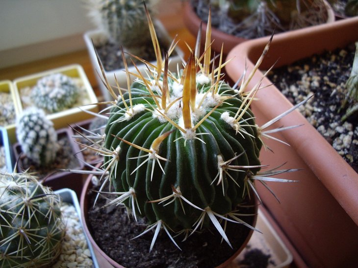 IMGP8675.jpg