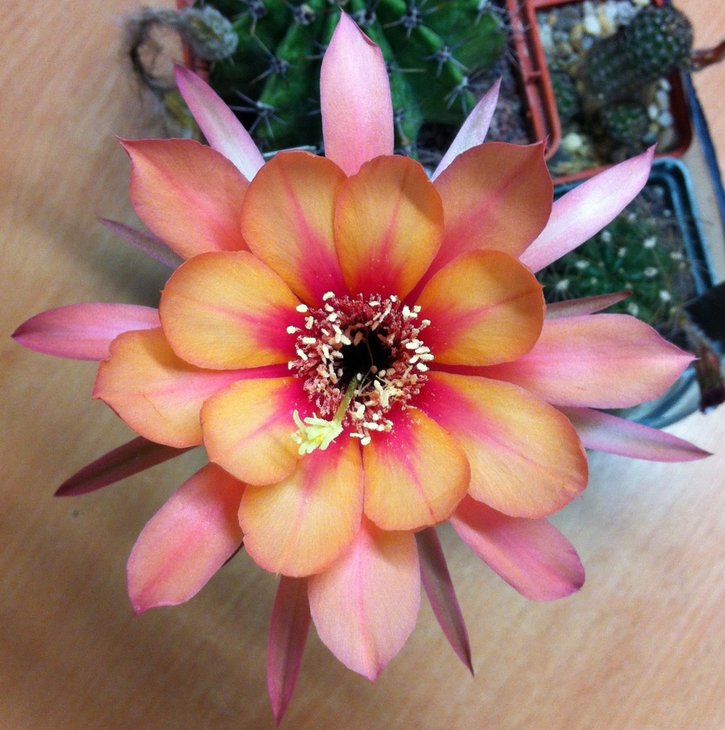 Echinopsis hb.