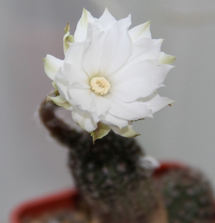 Pygmaeocereus rowleyanus