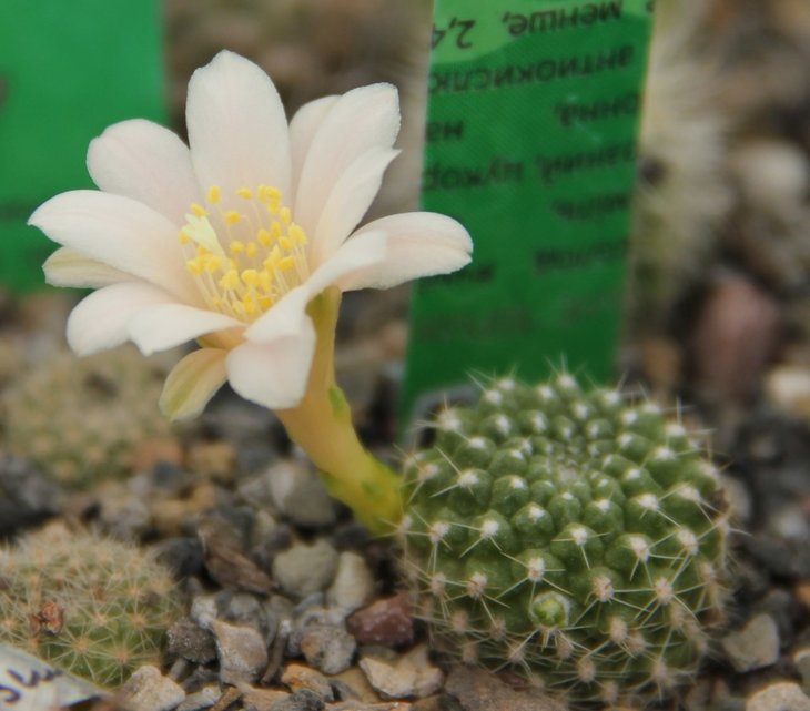 Rebutia krainziana