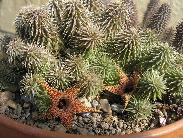 Huernia pillansii.JPG