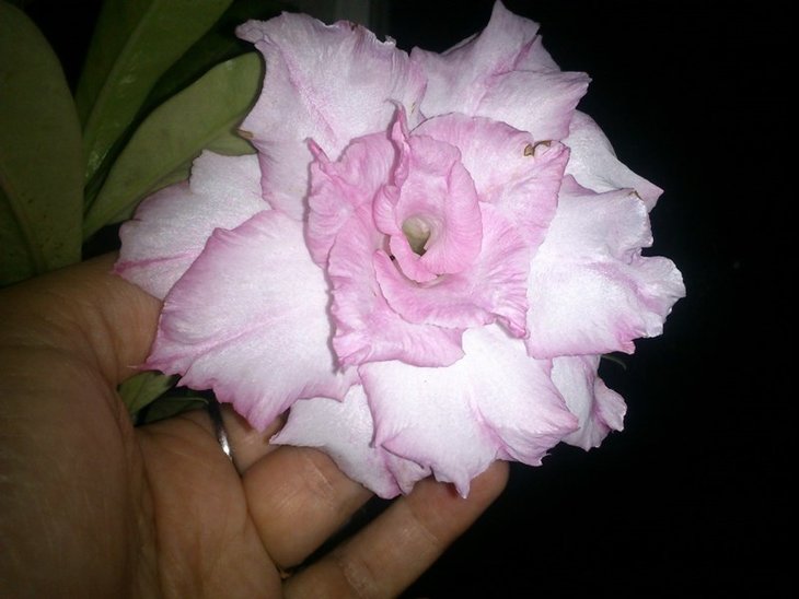 pink sanshine