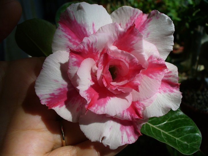 pink lotus
