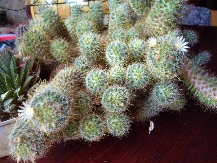 mamillaria.jpg