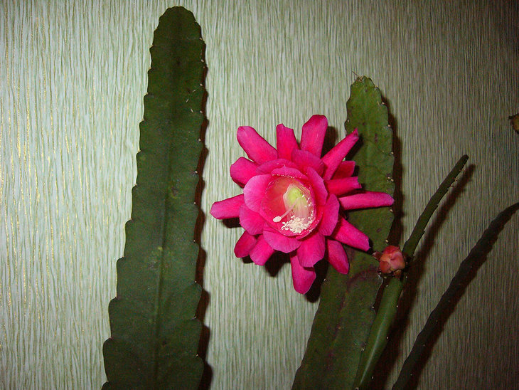 Epiphyllum.jpg