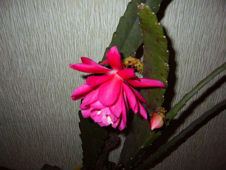 Epiphyllum-3.jpg