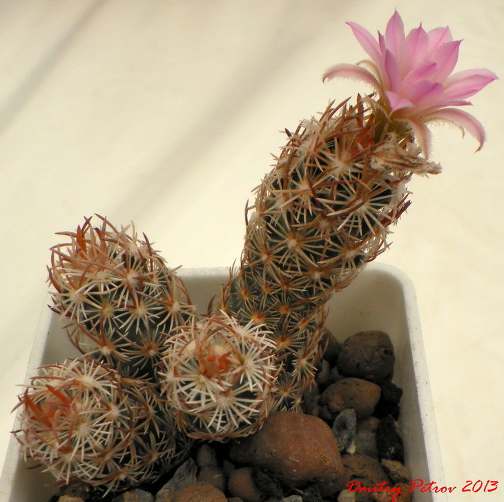 Escobaria	minima
