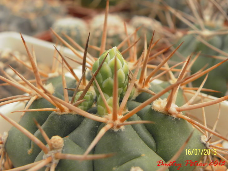 Gymnocalycium	delaetii