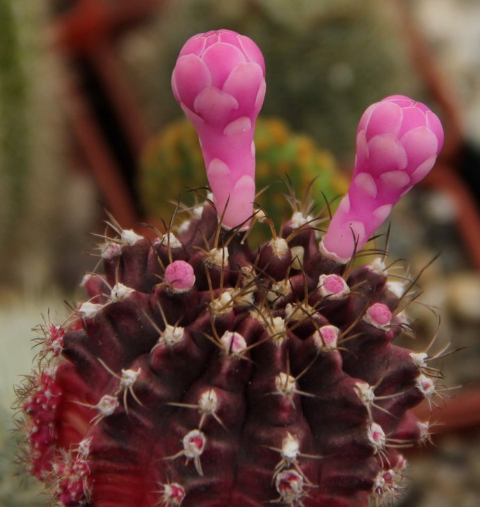 Gymnocalycium mihanovichii v. rubra