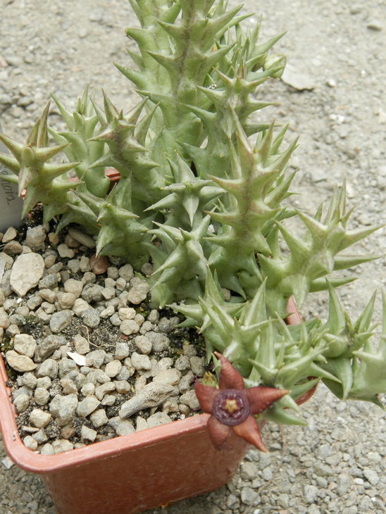 Orbea semota ssp. orientalis.JPG