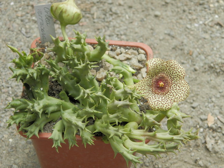 Orbea verrucosa.JPG