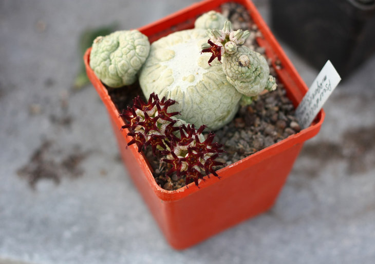 Pseudolithops migiurtinus