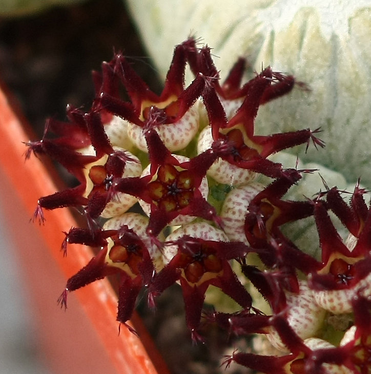 Pseudolithops migiurtinus