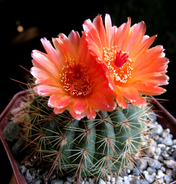 Notocactus ottonis var. vencluianus IMG_8000.jpg