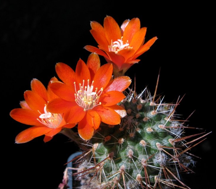 Rebutia (aylostera) nitida IMG_7993.jpg