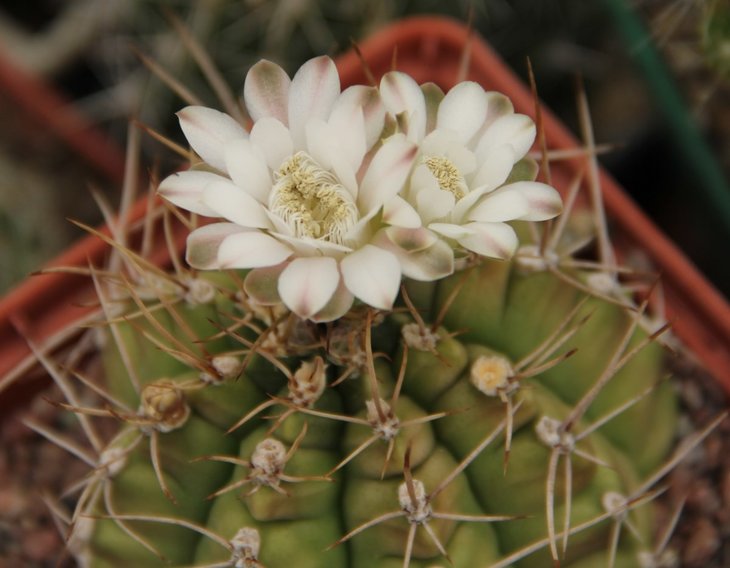 Gymnocalycium anisitsii