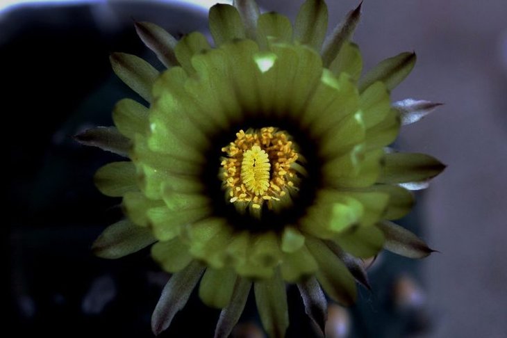 Astrophytum OoibKab_5y_7.13 (1)_.jpg