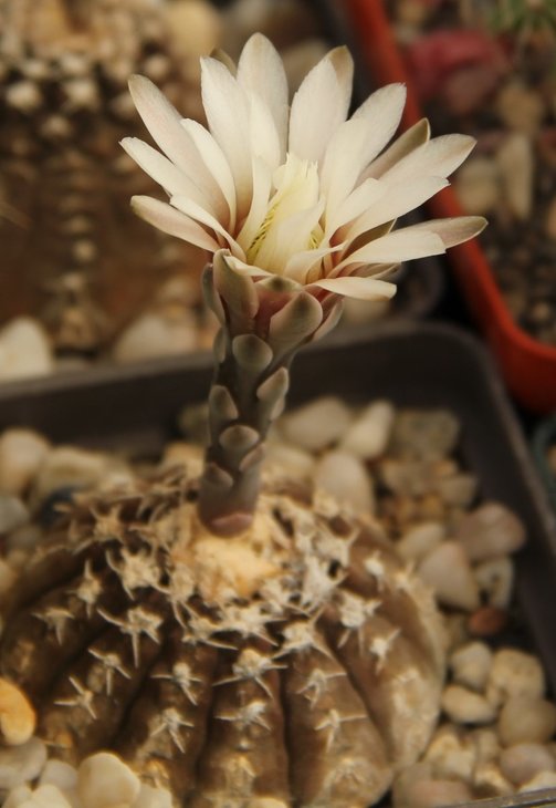 Gymnocalycium ragonesii