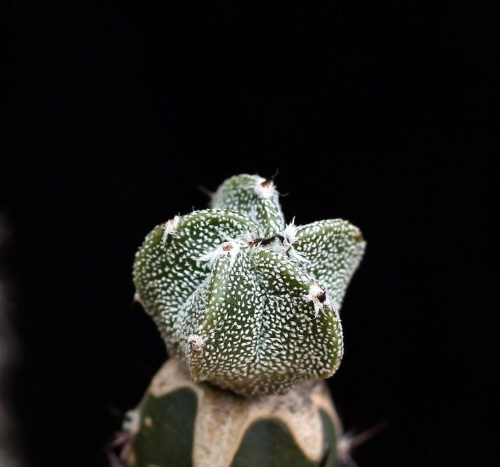 Astrophytum fucurui Onzukin son_1'5y_30.7.13.jpg