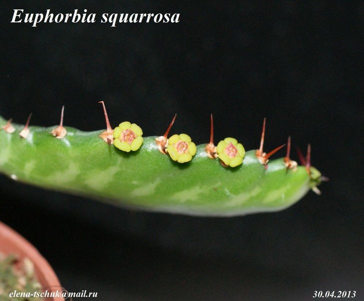 Euphorbia squarrosa.JPG