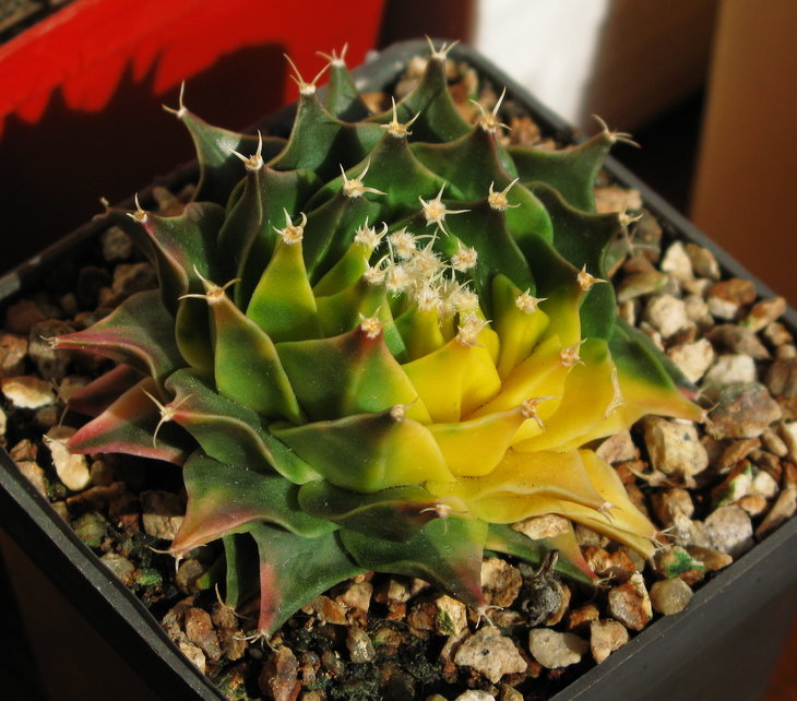Obregonia denegrii variegata