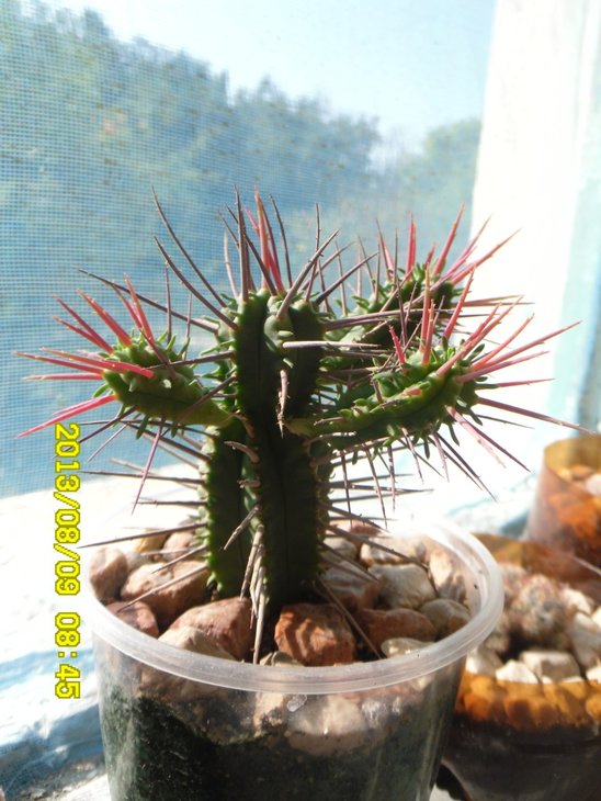 SAM_07381.JPG