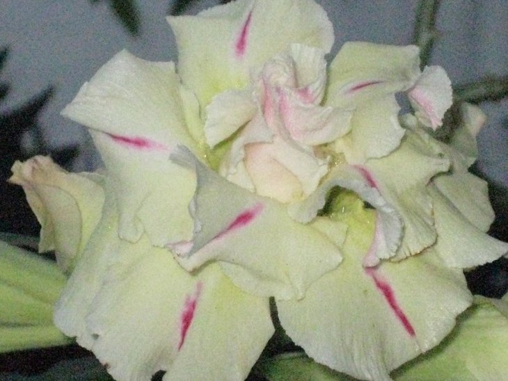 IMG_3729_1.jpg