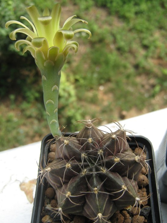 IMG_7013-Gymnocalycium mihanovichii v. filadelfiense LB 068.jpg