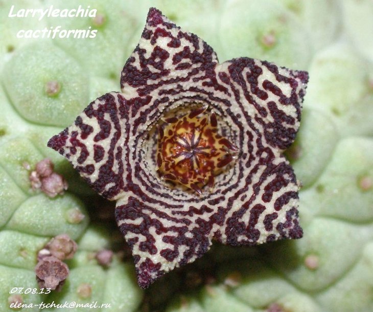 Larryleachia cactiformis.JPG