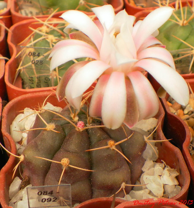 Gymnocalycium	damsii tucarocense