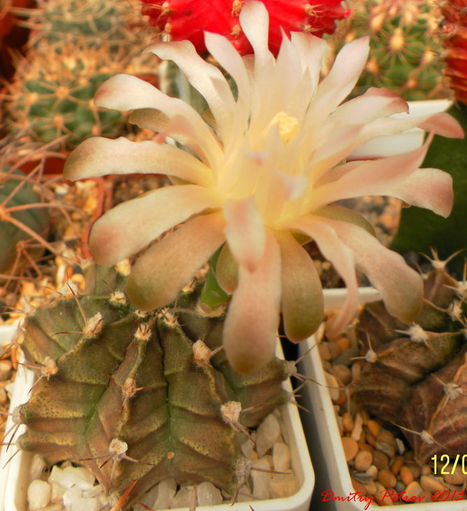Gymnocalycium	friedrichii