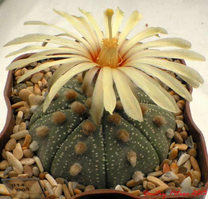 Astrophytum	asterias