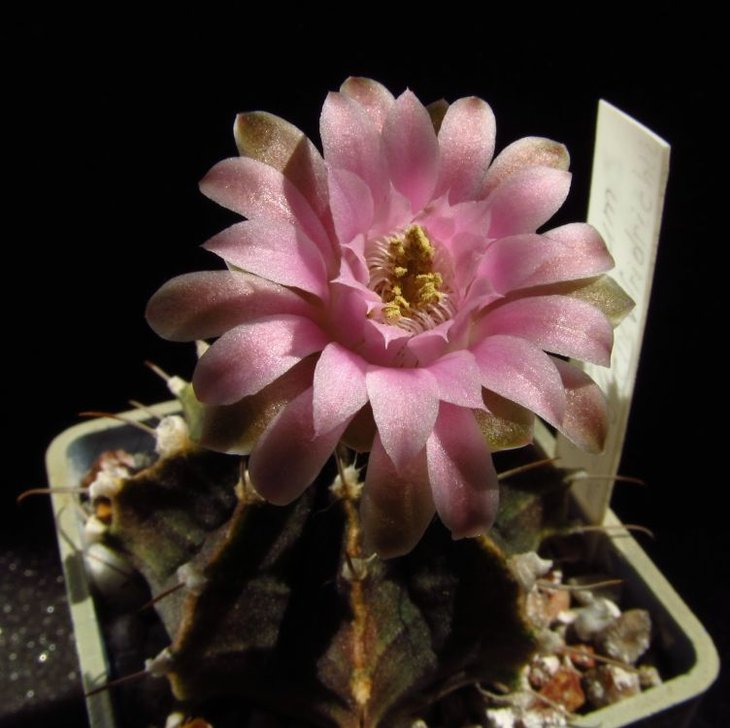 Gymnocalycium friedrichii