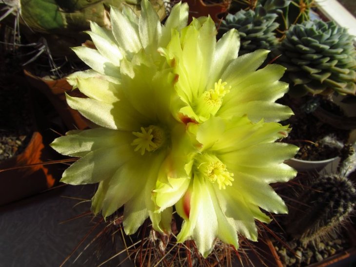 Hamatocactus hamatacanthus