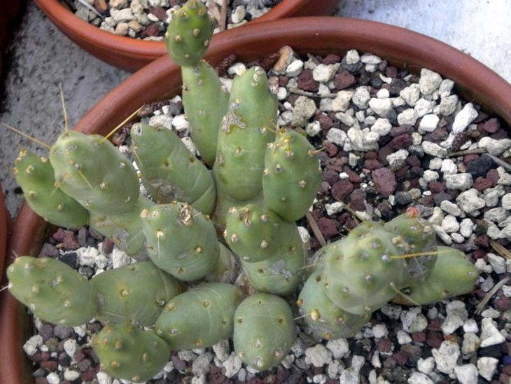cumulopuntia_dactylifera_www.cactofili.org.jpg