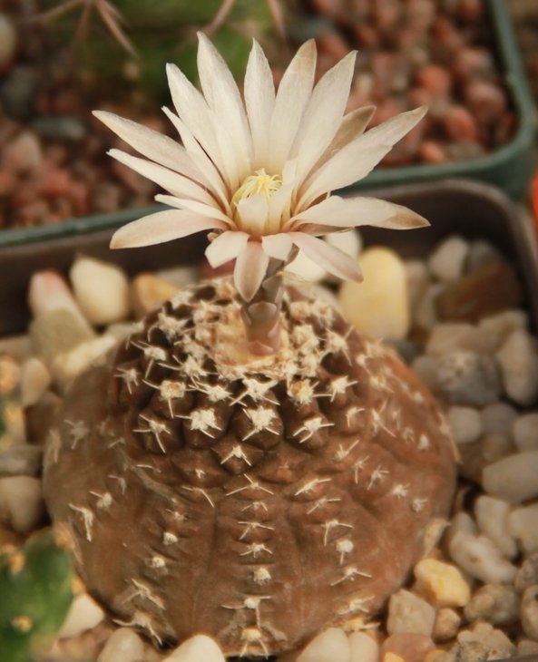 Gymnocalycium ragonesii