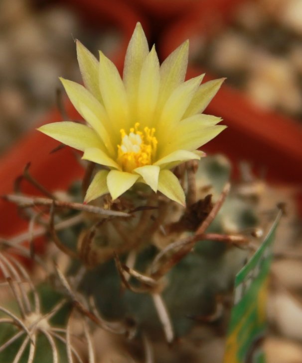 Turbinicarpus flaviflorus