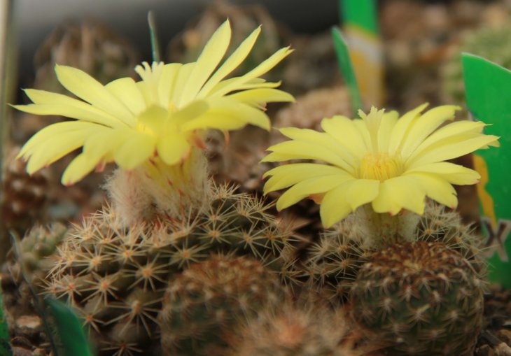 Parodia fomosa