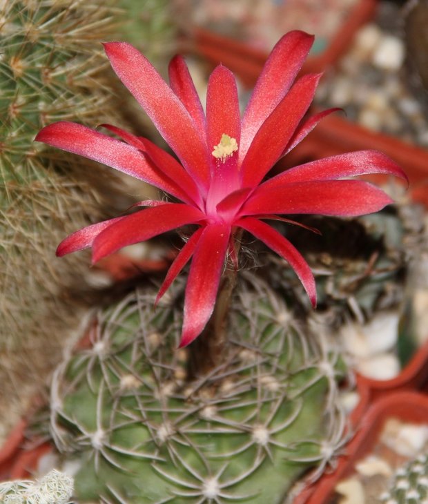 Matucana calliantha