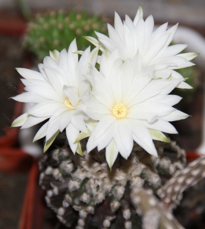 Discocactus horstii