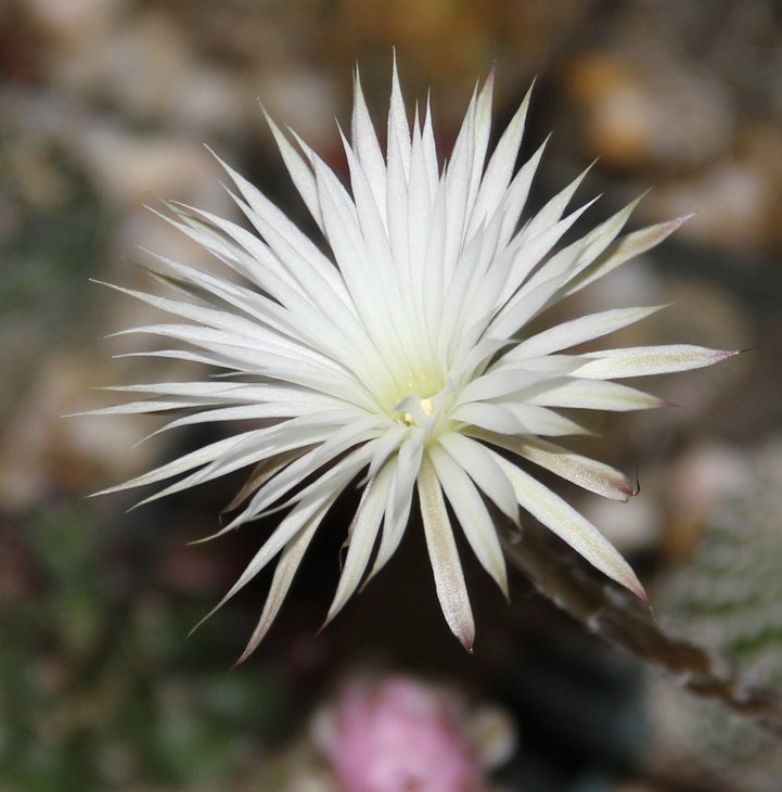 Setiechinopsis mirabilis