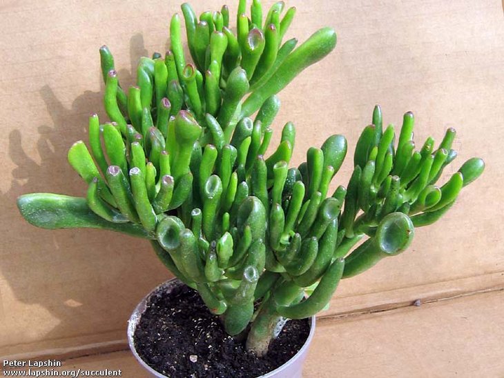 Crassula-hobbit-GP.jpg