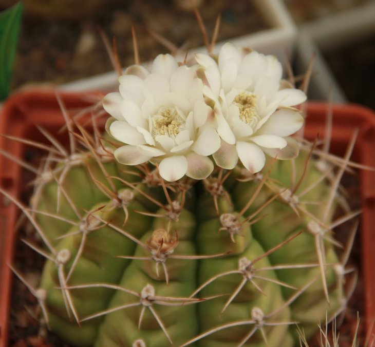 Gymnocalycium anisitsii