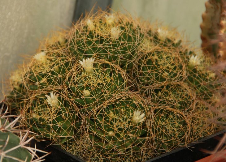 Dolichothele albescens