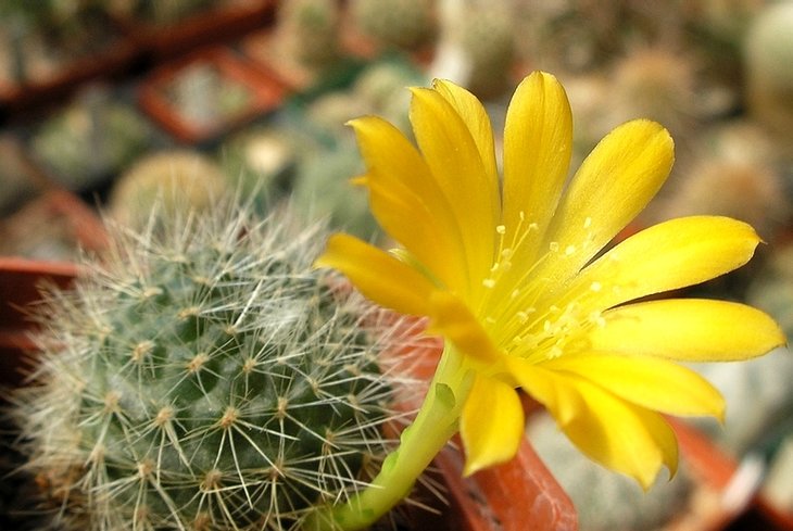 Rebutia marsoneri (из семян SS3902 - Стасюк Марьян)