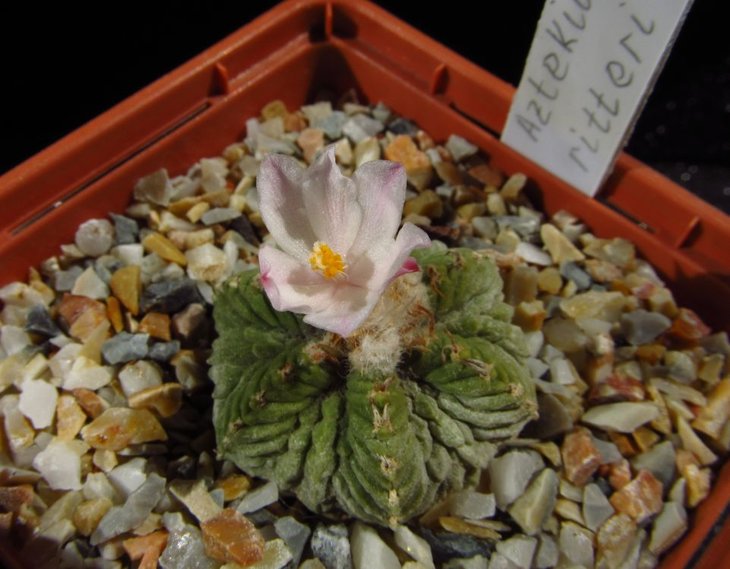 Aztekium ritteri.