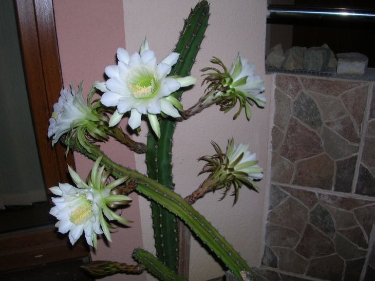 mDSCN9777.JPG