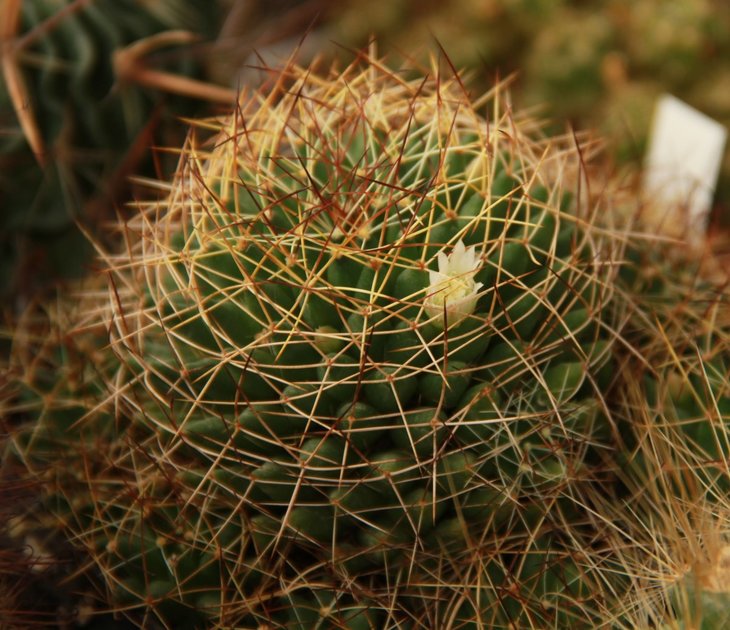 Dolichothele albescens